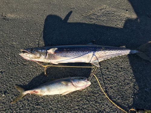 サワラの釣果