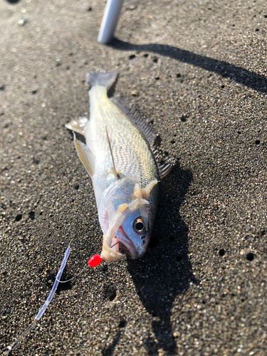 シログチの釣果