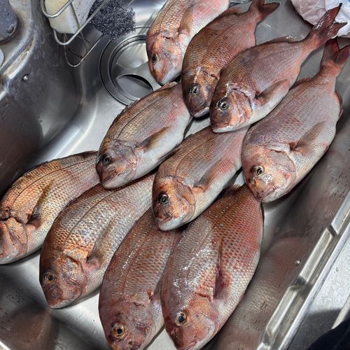 マダイの釣果