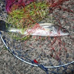 セイゴ（マルスズキ）