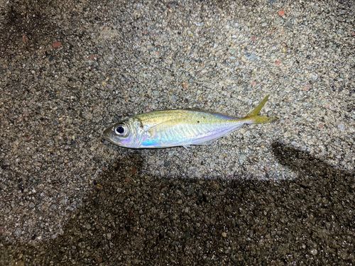 マアジの釣果
