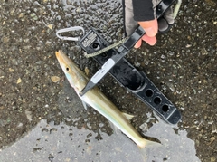 アカカマスの釣果