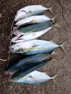 フクラギの釣果