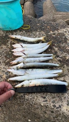 ヤマトカマスの釣果