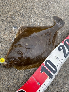 イシガレイの釣果