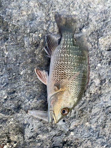 マングローブジャックの釣果