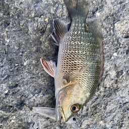 マングローブジャック