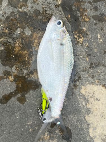 アシチンの釣果