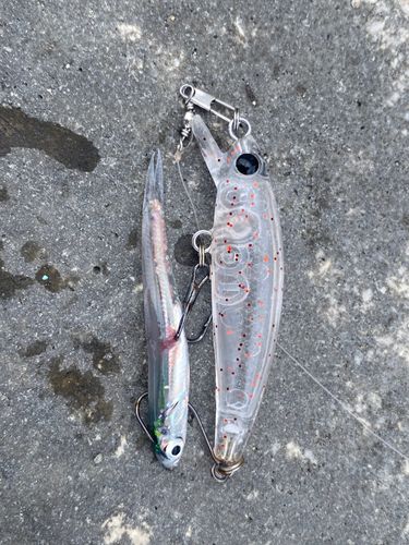 ヤクシマイワシの釣果