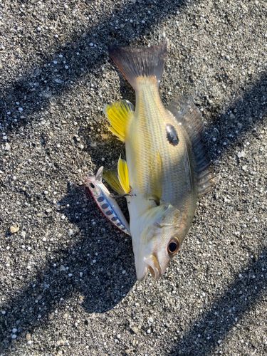 ヤマトビーの釣果