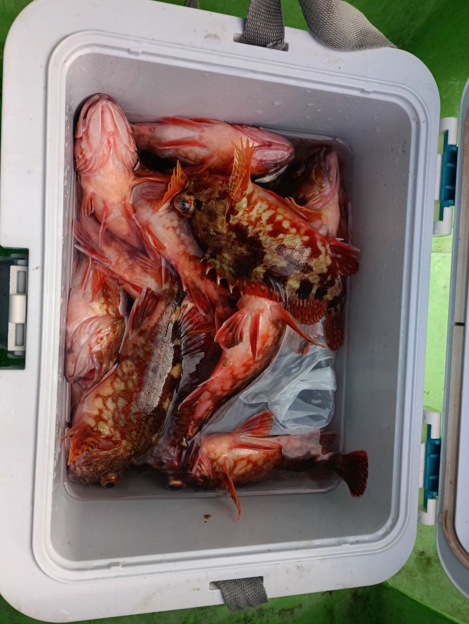 DAIWA 15リーディング メバル SS-265・Jの最安値・インプレ・釣果