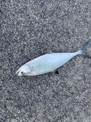 ミナミイケカツオの釣果