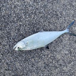 ミナミイケカツオ