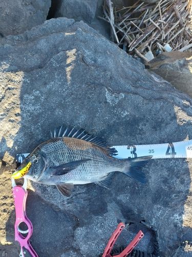 クロダイの釣果