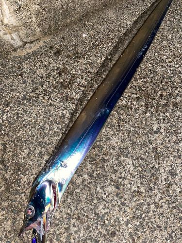 タチウオの釣果