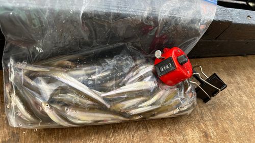 ワカサギの釣果