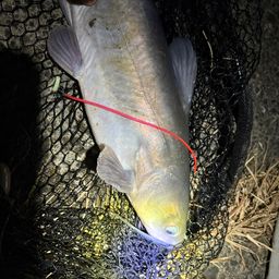 アメリカナマズ