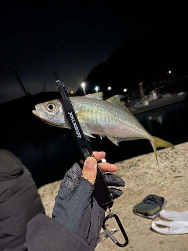 マアジの釣果