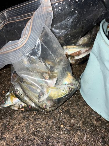 泉佐野食品コンビナート