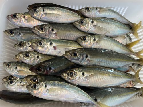 アジの釣果