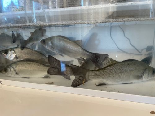 セイゴ（マルスズキ）の釣果