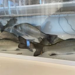 セイゴ（マルスズキ）