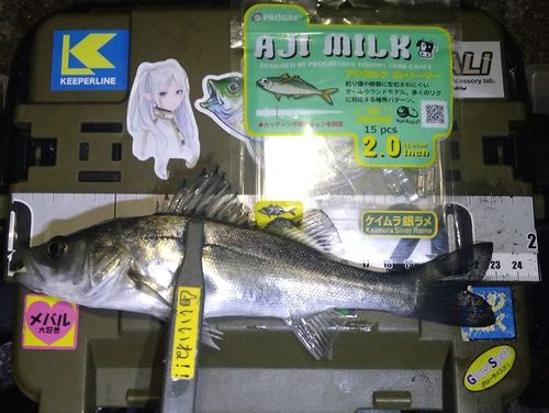 シーバスの釣果