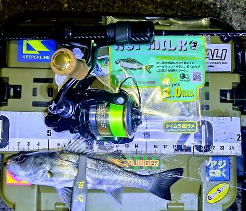 シーバスの釣果