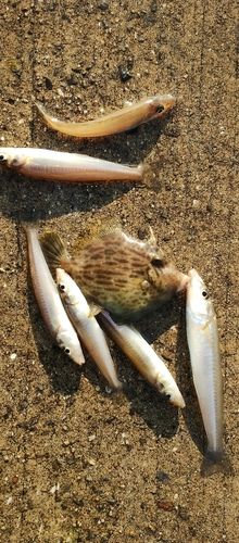 シロギスの釣果