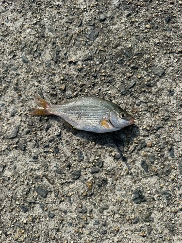 ウミタナゴの釣果