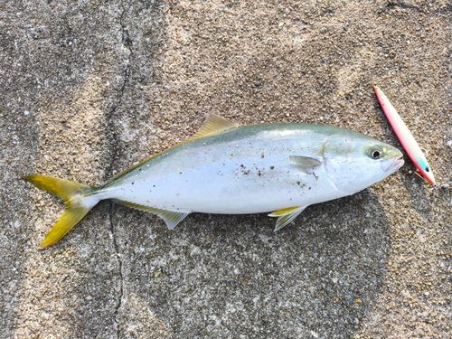 ヤズの釣果