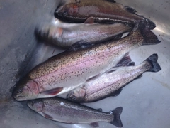 ニジマスの釣果