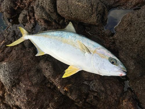 ヒラマサの釣果