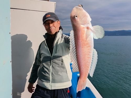 アマダイの釣果