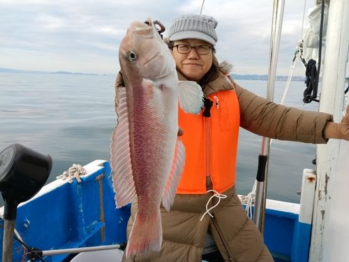 アマダイの釣果