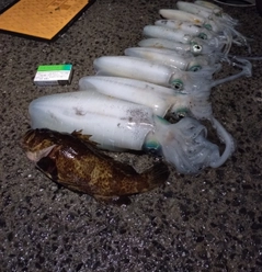 アオリイカの釣果