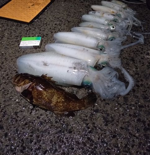 アオリイカの釣果