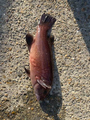 平磯海づり公園