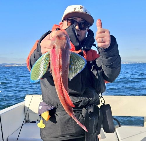ホウボウの釣果
