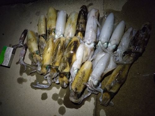 アオリイカの釣果
