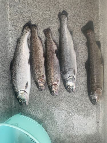 ニジマスの釣果