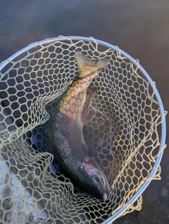 ニジマスの釣果