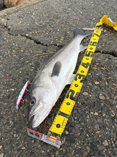 シーバスの釣果