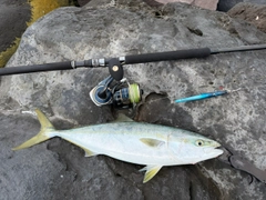 ハマチの釣果