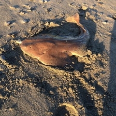 カスザメの釣果