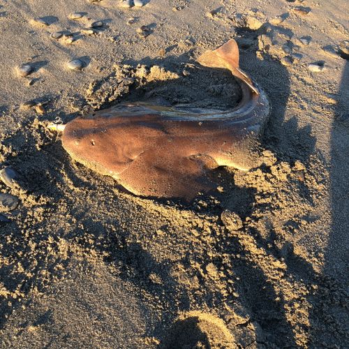 カスザメの釣果