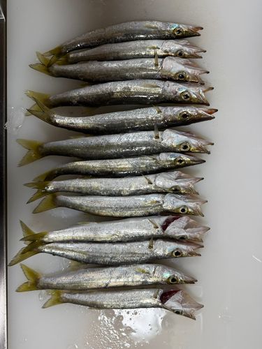 カマスの釣果