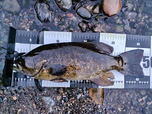 スモールマウスバスの釣果