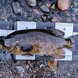 スモールマウスバス