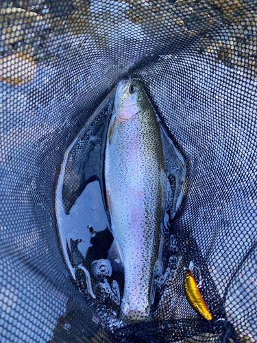 ニジマスの釣果